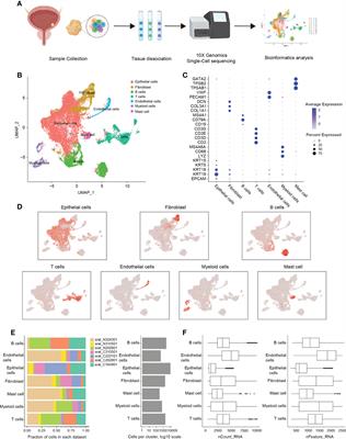 Single-cell RNA sequencing reveals the immune microenvironment and signaling networks in cystitis glandularis